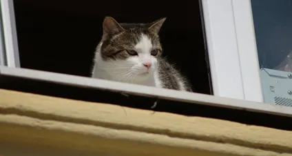 Кот в мішку як притулок тварина і не пошкодувати про це (це) Кот в мішку як притулок тварина і не пошкодувати про це
