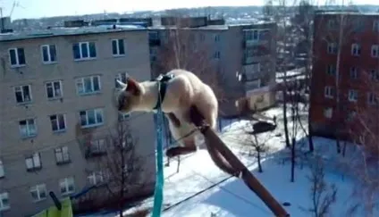 Кот - екстремал, живи цікаво