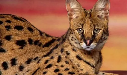 Кот сервал (55 фото) велика африканська порода, який кошеня, опис, відео