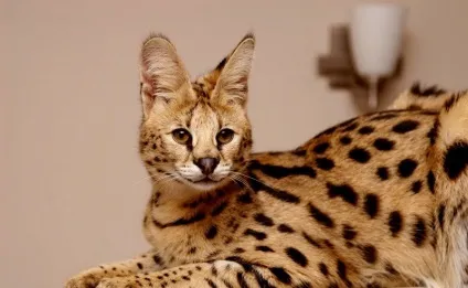 Кот сервал (55 фото) велика африканська порода, який кошеня, опис, відео