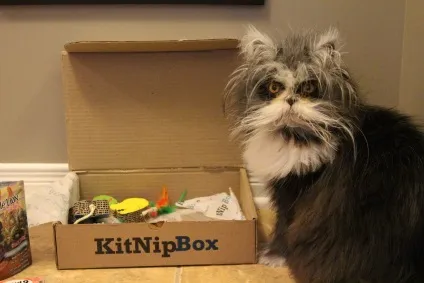 Кот атчум