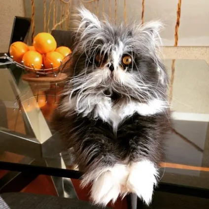 Кот атчум