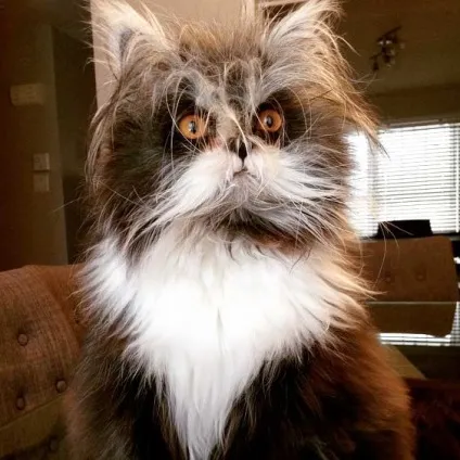 Кот атчум