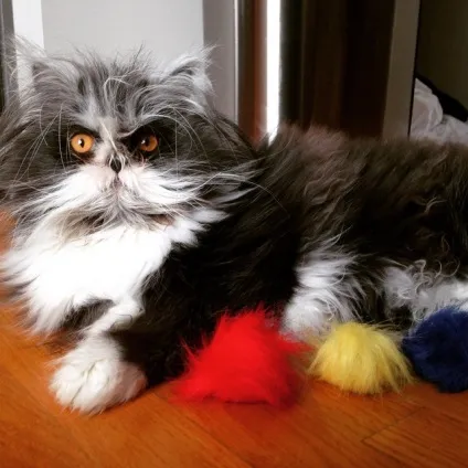Кот атчум