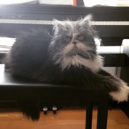 Кот атчум