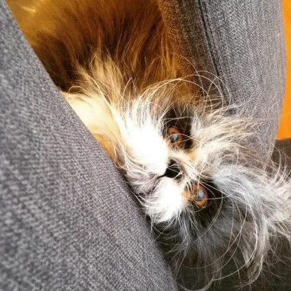 Кот атчум