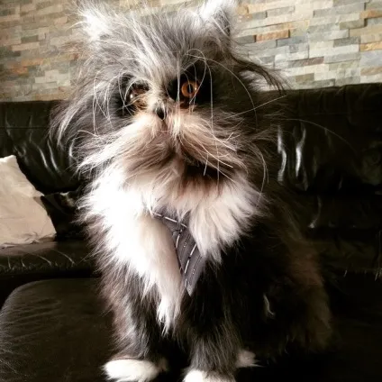 Кот атчум