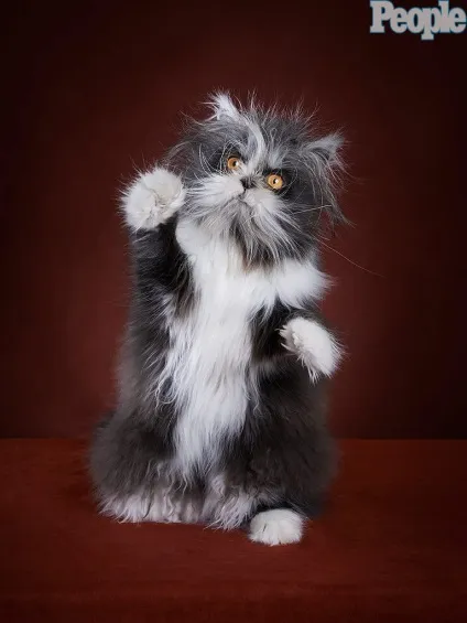 Кот атчум