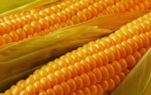 Кукурудза - вибір, зберігання, приготування (вибір) Кукурудза - вибір, зберігання, приготування