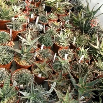 Культивар, культивари, гібриди та сорти - що це, raritet-plants (гібриди) Культивар, культивари, гібриди та сорти - що це, raritet-plants