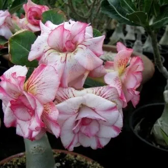 Культивар, культивари, гібриди та сорти - що це, raritet-plants (культивар) Культивар, культивари, гібриди та сорти - що це, raritet-plants