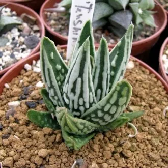 Культивар, культивари, гібриди та сорти - що це, raritet-plants (культивар) Культивар, культивари, гібриди та сорти - що це, raritet-plants