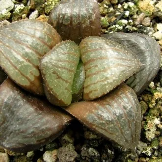 Культивар, культивари, гібриди та сорти - що це, raritet-plants (культивари гібриди сорту) Культивар, культивари, гібриди та сорти - що це, raritet-plants