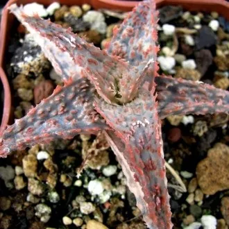 Культивар, культивари, гібриди та сорти - що це, raritet-plants (культивари) Культивар, культивари, гібриди та сорти - що це, raritet-plants