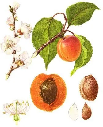 Курага (урюк), лікування курагою (урюком)