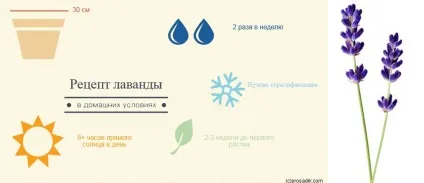 Лаванда в домашніх умовах