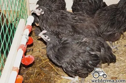 Кури породи австралорп в вашому особистому господарстві (породи) Кури породи австралорп в вашому особистому господарстві