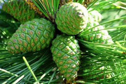 Лікування бурситу народними засобами лавровий лист, мед, компреси з димексидом і спиртом (народними) Лікування бурситу народними засобами лавровий лист, мед, компреси з димексидом і спиртом