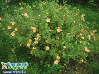 Перстач чагарникова, osadovod - все про садe, городі і дизайні (чагарникова) Перстач чагарникова, osadovod - все про садe, городі і дизайні
