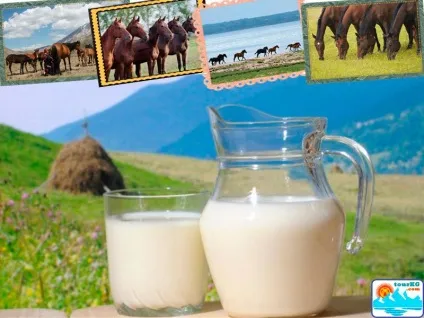 Кумис, приготування кумису, як роблять кумис (кумис) Кумис, приготування кумису, як роблять кумис