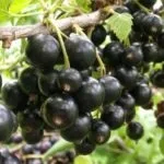 Липа посадка і догляд, дачникам (липа посадка і догляд) Липа посадка і догляд, дачникам
