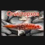Лікування опісторхозу по системі лебедева тюбажи для очищення від паразитів (лікування) Лікування опісторхозу по системі лебедева тюбажи для очищення від паразитів