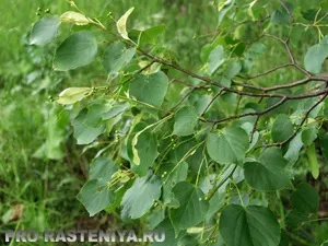 Липа (tilia)
