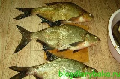 Ловля великого ляща в липні на різних водоймах, рибалка рибалку бачить здалеку (ляща) Ловля великого ляща в липні на різних водоймах, рибалка рибалку бачить здалеку