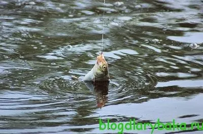 Ловля великого ляща в липні на різних водоймах, рибалка рибалку бачить здалеку (різних) Ловля великого ляща в липні на різних водоймах, рибалка рибалку бачить здалеку