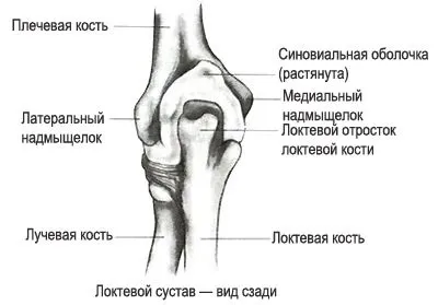 Ліктьовий суглоб анатомічна будова апарату (хворобливі відчуття лікті) Ліктьовий суглоб анатомічна будова апарату