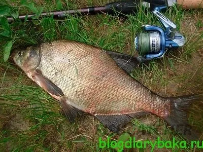 Ловля великого ляща в липні на різних водоймах, рибалка рибалку бачить здалеку (різних) Ловля великого ляща в липні на різних водоймах, рибалка рибалку бачить здалеку