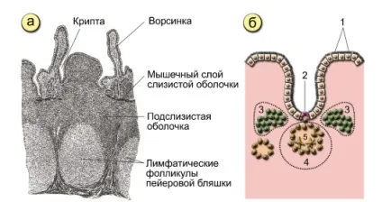 Лімфоїдна гіперплазія антрального відділу слизової шлунка (шлунка) Лімфоїдна гіперплазія антрального відділу слизової шлунка