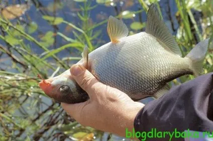 Ловля великого ляща в липні на різних водоймах, рибалка рибалку бачить здалеку (ляща) Ловля великого ляща в липні на різних водоймах, рибалка рибалку бачить здалеку