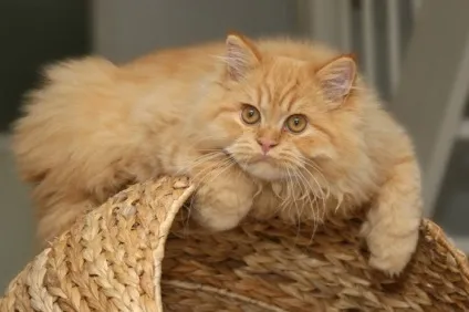 Линька у кішок