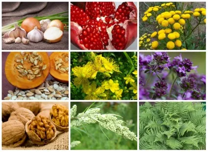 Лікування токсокароза народними засобами у дорослих (засобами) Лікування токсокароза народними засобами у дорослих