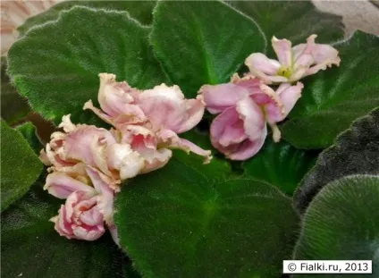 Ле-рум'яне хмарка, фіалки (сенполії) () Ле-рум'яне хмарка, фіалки (сенполії)