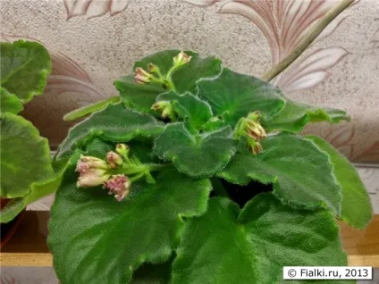 Ле-рум'яне хмарка, фіалки (сенполії) () Ле-рум'яне хмарка, фіалки (сенполії)