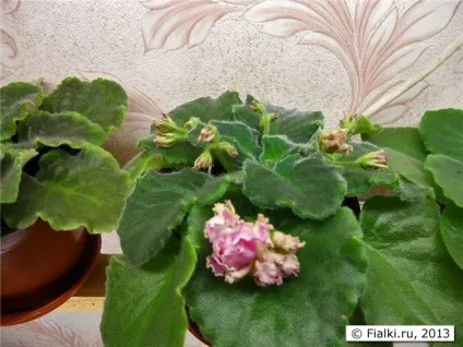 Ле-рум'яне хмарка, фіалки (сенполії) () Ле-рум'яне хмарка, фіалки (сенполії)