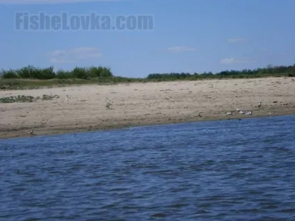Ловля чехоні на спінінг вибір снастей і приманок, місця лову (спінінг) Ловля чехоні на спінінг вибір снастей і приманок, місця лову