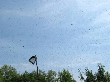 Ловимо рій з «апіроем» - блог бджоляра (лазили деревах пиляли) Ловимо рій з «апіроем» - блог бджоляра