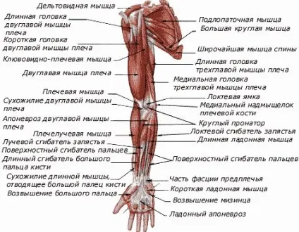Ліктьовий суглоб анатомічна будова апарату (ліктьовий суглоб) Ліктьовий суглоб анатомічна будова апарату