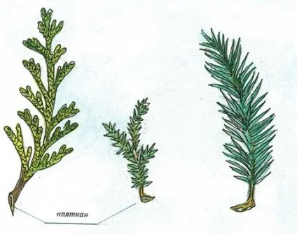 Липа посадка і догляд, дачникам (липа) Липа посадка і догляд, дачникам