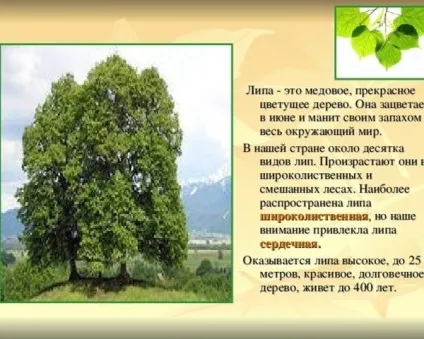 Липа посадка і догляд, дачникам (липа посадка і догляд) Липа посадка і догляд, дачникам