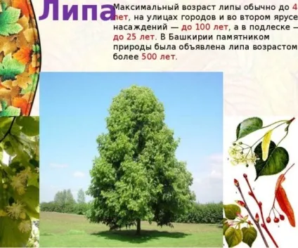 Липа посадка і догляд, дачникам (живоплотів альтанок) Липа посадка і догляд, дачникам