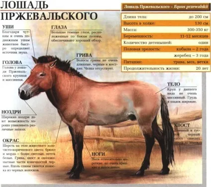 Коні Пржевальського - відроджена порода з червоною книги (червоною) Коні Пржевальського - відроджена порода з червоною книги