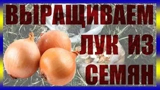Лук халцедон опис сорту, вирощування, фото, відгуки (опис) Лук халцедон опис сорту, вирощування, фото, відгуки