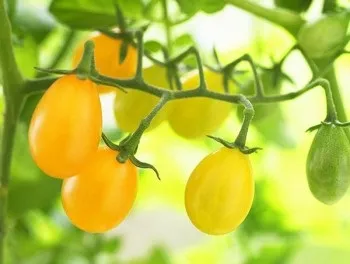 Кращі сорти томатів на 2017 рік для теплиць (кращі) Кращі сорти томатів на 2017 рік для теплиць