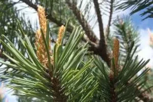 Масло сосни в домашніх умовах (сосни) Масло сосни в домашніх умовах