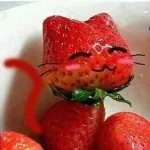 Майстер-клас танк для кота з картонної коробки (фото!) - кототека - найцікавіше про світ кішок (іграшка танк) Майстер-клас танк для кота з картонної коробки (фото!) - кототека - найцікавіше про світ кішок