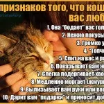 Майстер-клас танк для кота з картонної коробки (фото!) - кототека - найцікавіше про світ кішок (своїми руками для кішок) Майстер-клас танк для кота з картонної коробки (фото!) - кототека - найцікавіше про світ кішок
